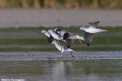 Tringa nebularia (greenshank-pantana)