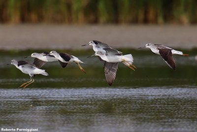 Tringa nebularia (greenshank-pantana)