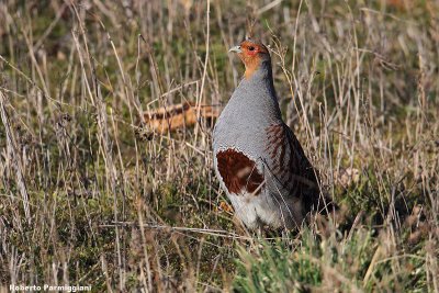 Perdix perdix (common partrige-starna)