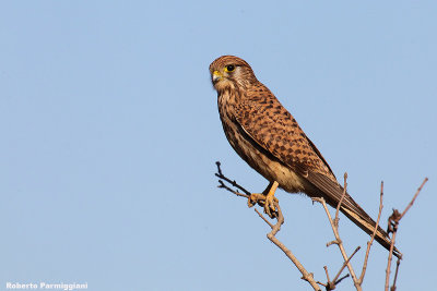 Falco tinnunculus (kestrel-gheppio)