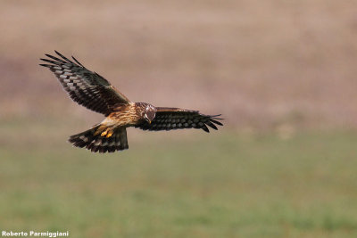 Circus cyaneus (hen harrier-albanella reale)