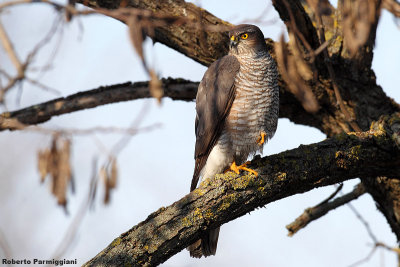 Accipiter nisus (Sparrow hawk-Sparviero)