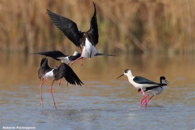 Himantopus himantopus (black winged stilt-cavaliere d'Italia)