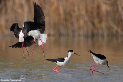 Himantopus himantopus (black winged stilt-cavaliere d'Italia)