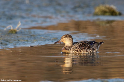 Anas crecca (teal - alzavola)