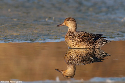 Anas crecca (teal - alzavola)