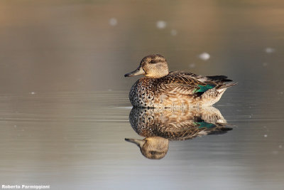 Anas crecca (teal - alzavola)