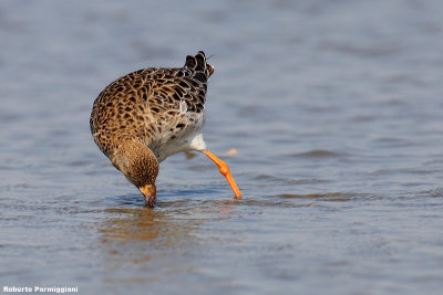 Philomachus pugnax (ruff - combattente)