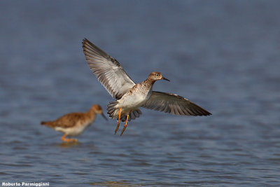 Philomachus pugnax (ruff - combattente)