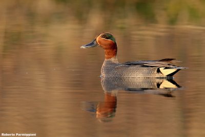 Anas crecca (teal - alzavola)