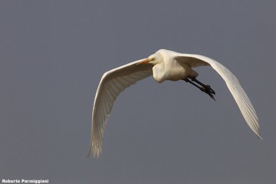 Egretta alba (great white heron-airone bianco maggiore)