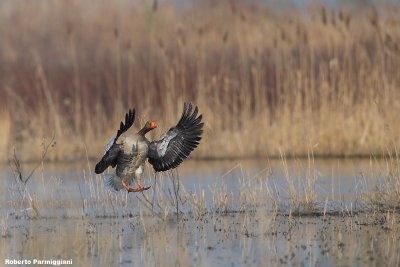 Anser anser (grey leg goose - oca selvatica)