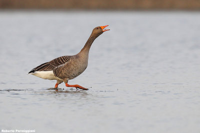 Anser anser (grey leg goose - oca selvatica)