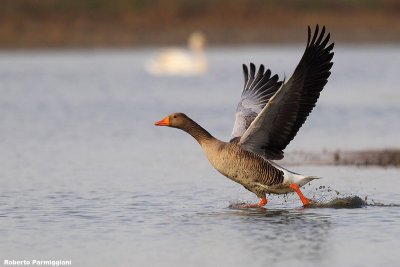 Anser anser (grey leg goose - oca selvatica)