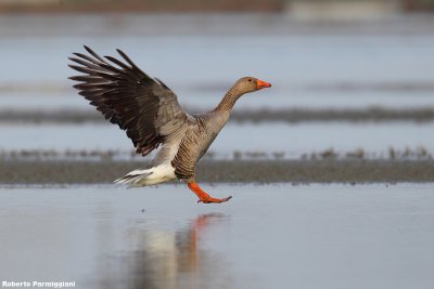 Anser anser (grey leg goose - oca selvatica)