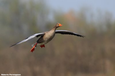 Anser anser (grey leg goose - oca selvatica)