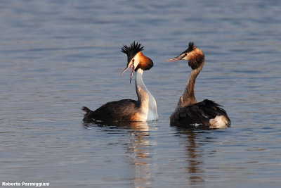 Podiceps cristatus (great crested grebe - svasso maggiore)