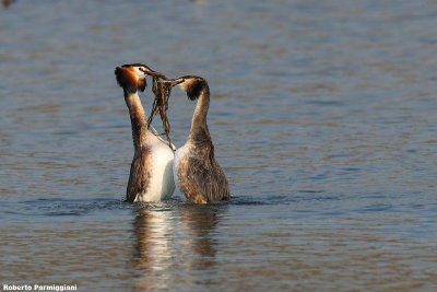 Podiceps cristatus (great crested grebe - svasso maggiore)