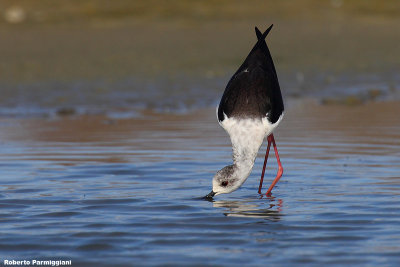 Himantopus himantopus (black winged stilt-cavaliere d'Italia)