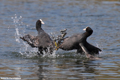 Fulica atra (coot - folaga)