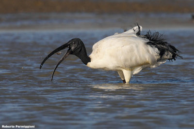 Threskiornis aethiopicus (sacred ibis - ibis sacro)