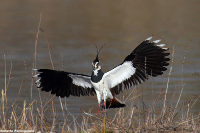 Vanellus vanellus (lapwing-pavoncella)