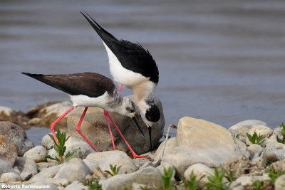 Himantopus himantopus (black winged stilt-cavaliere d'Italia)