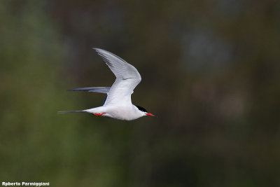 Sterna hirundo (common tern -  rondine di mare)