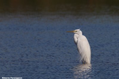 Egretta alba (great white heron-airone bianco maggiore)