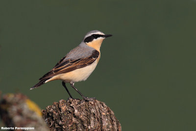 Oenanthe oenanthe (wheater -  culbianco)