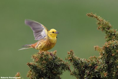 Emberiza citrinella (Yellow bunting-Zigolo giallo)