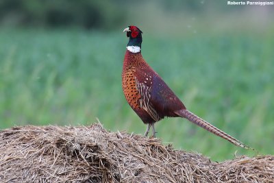 Phasianus colchicus(pheasant-fagiano comune)