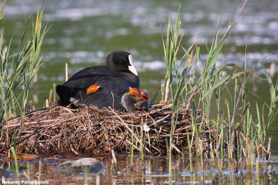 Fulica atra (coot - folaga)