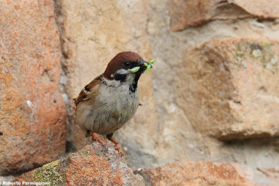 Passer montanus (tree sparrow-passera mattugia