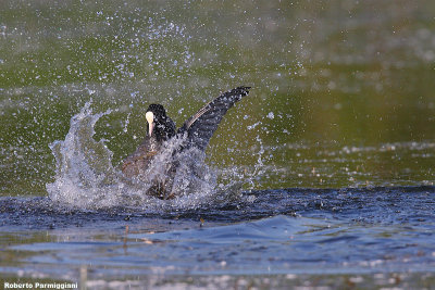 Fulica atra (coot - folaga)