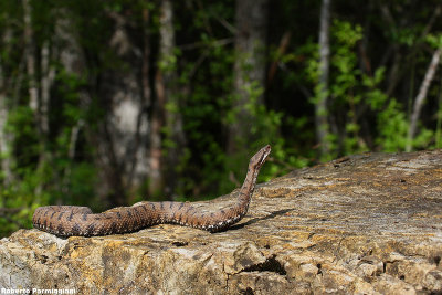 Vipera (Vipera aspis)