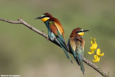 Merops apiaster (bee eater-gruccione)