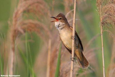 Acrocephalus arundinaceus (great reed warbler -  cannareccione)