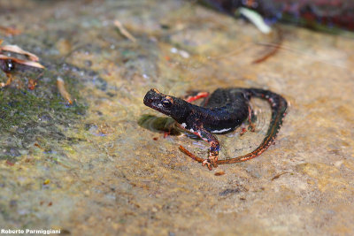 Salamandrina di Savi (Salamandrina perspicillata