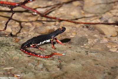 Salamandrina di Savi (Salamandrina perspicillata