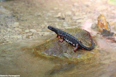 Salamandrina di Savi (Salamandrina perspicillata