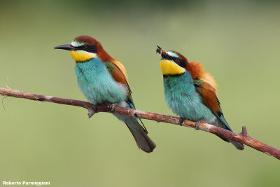 Merops apiaster (bee eater-gruccione)