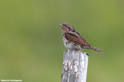 Jynx torquilla ( wryneck - torcicollo)