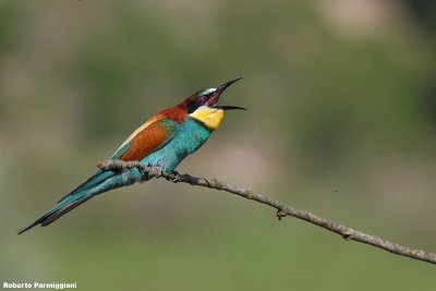 Merops apiaster (bee eater-gruccione)