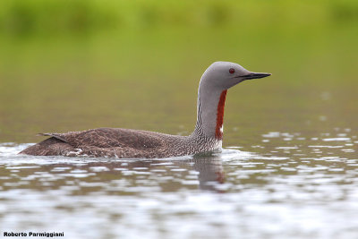 Gavia  stellata ( red-throated loon - strolaga minore)