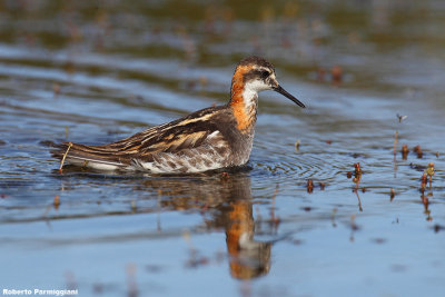 Phalaropus lobatus (red necked phalarope - falaropo beccosottile)