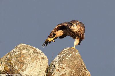 Falco columbarius (merlin - smeriglio)