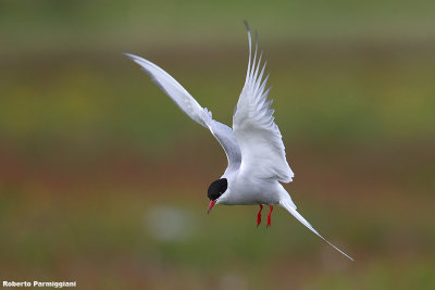 Sterna paradisaea (arctic tern - sterna artica)