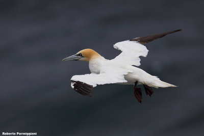 Morus bassanus (northen gannet - sula)