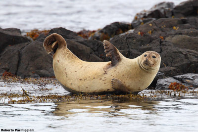 Phoca vitulina (harbour seal - foca comune)